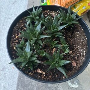 Meet your Posher, Carey